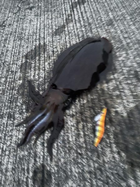 デフレエギでも春イカ