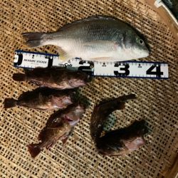 久しぶりの沖堤で遊んできました