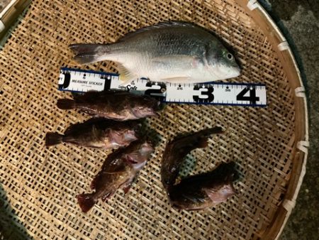 久しぶりの沖堤で遊んできました