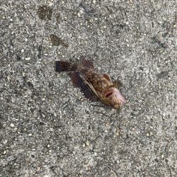 メバルを狙って