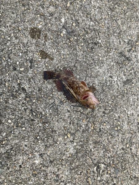 メバルを狙って