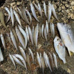 ちょい投げキス