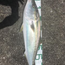 強風の中を根性でキャスト！ブリ！