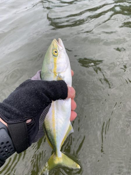 ウェーディングでツバス