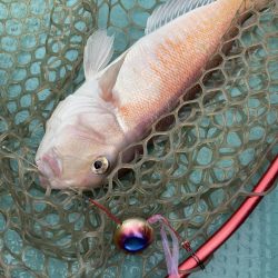 橘沖でシロアマダイ