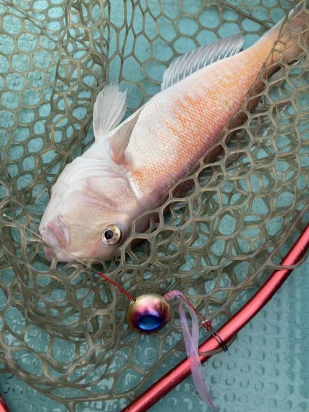 橘沖でシロアマダイ