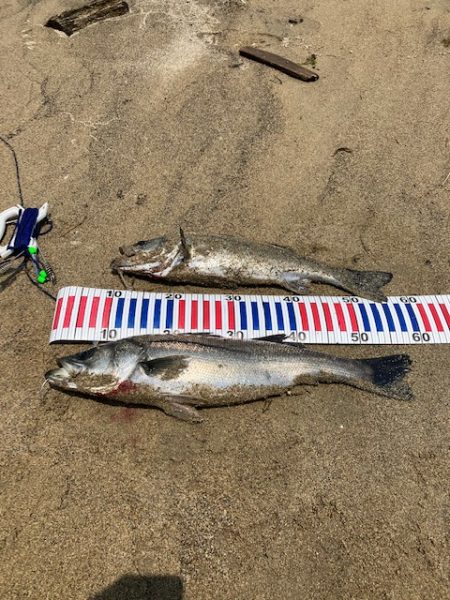 宮津シーバス3本