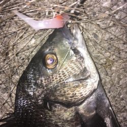 チヌ が飛び出した!