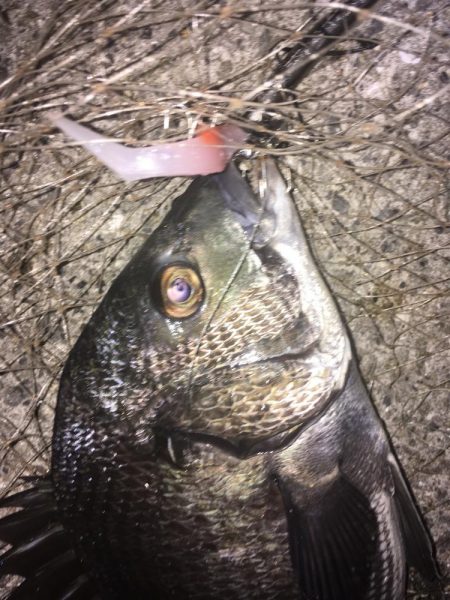 チヌ が飛び出した!