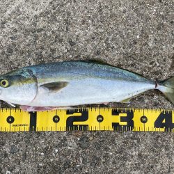 数釣りチャレンジ