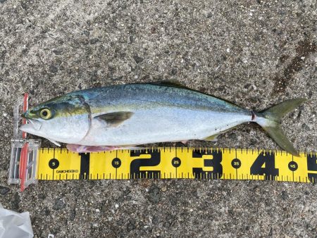 数釣りチャレンジ