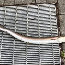 こんなの釣れるの！？