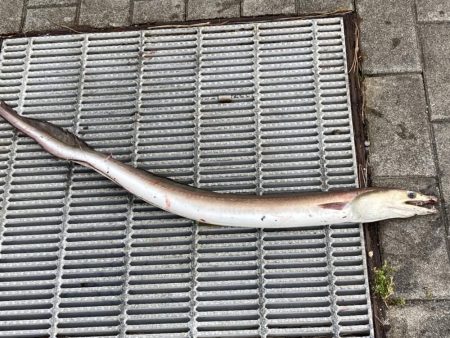 こんなの釣れるの！？