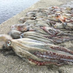 タコフィネスで5kg