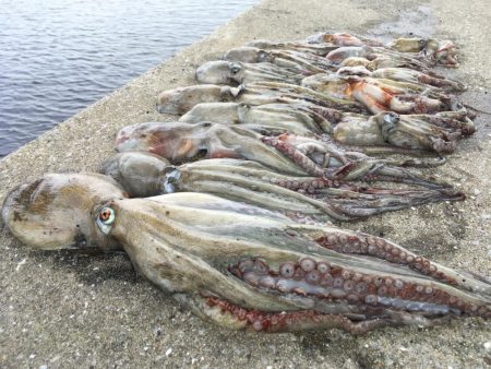 タコフィネスで5kg