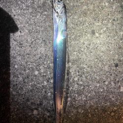 タチウオです！！！