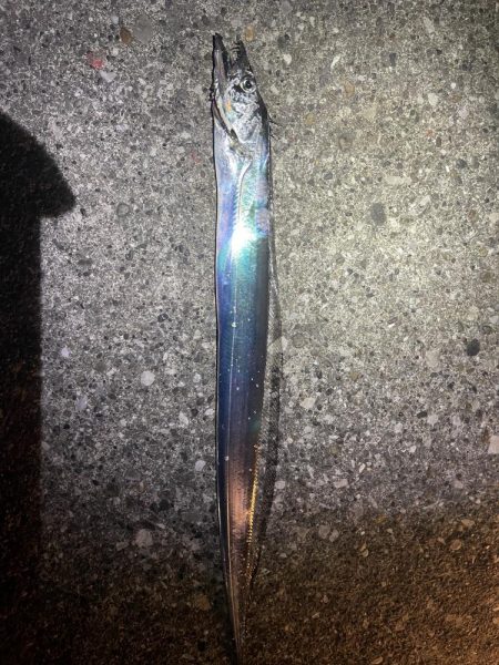 タチウオです！！！