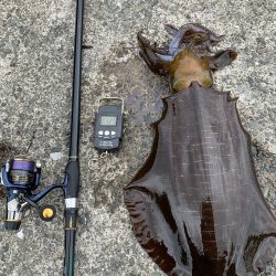 2㎏超えアオリイカ