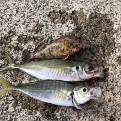 アジング　高活性