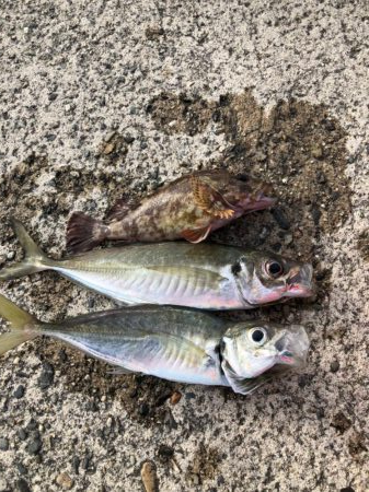 アジング　高活性