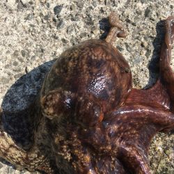 【タコフィネス】_シーズン初期戦略(検証中)