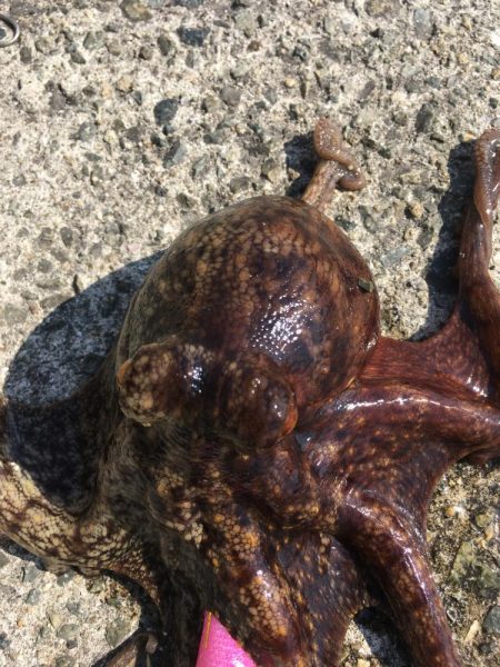 【タコフィネス】_シーズン初期戦略(検証中)