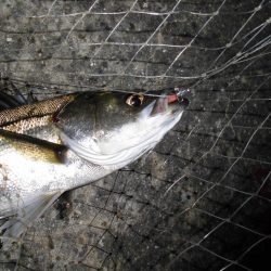 マイクロバチパターン?