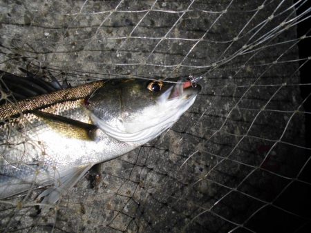 マイクロバチパターン?