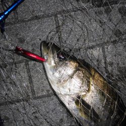 日没後に連続ヒットあり