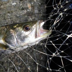 雨後のテトラ際ゲーム