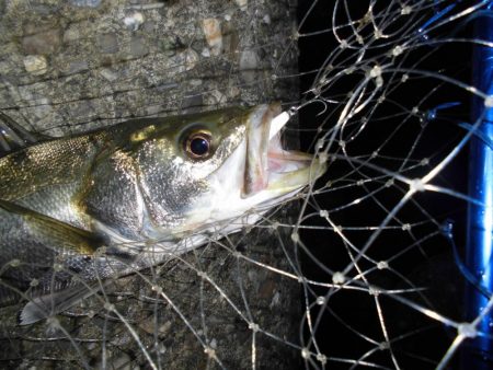 雨後のテトラ際ゲーム