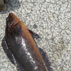 久しぶりの餌釣り