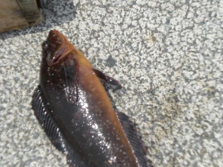 久しぶりの餌釣り