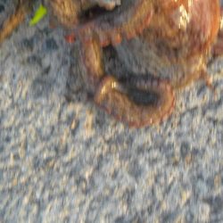 今年初タコ！！