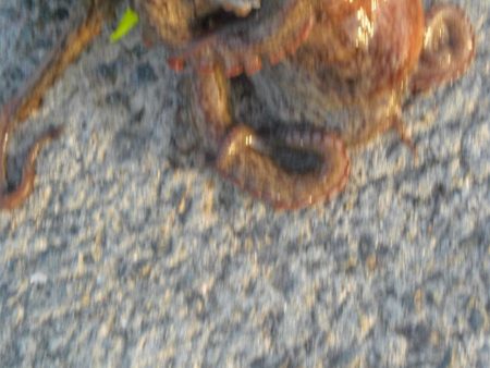 今年初タコ！！