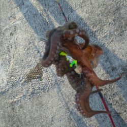 昨年分釣り上げた！！！