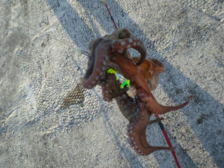 昨年分釣り上げた！！！