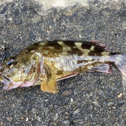 まだ、ガシラは釣れるのか