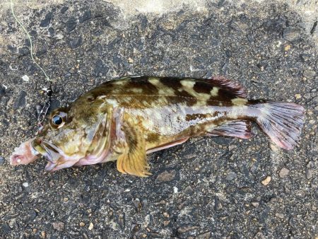 まだ、ガシラは釣れるのか
