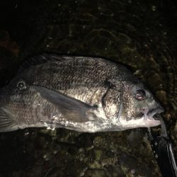 チヌハンターパート6