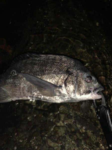 チヌハンターパート6