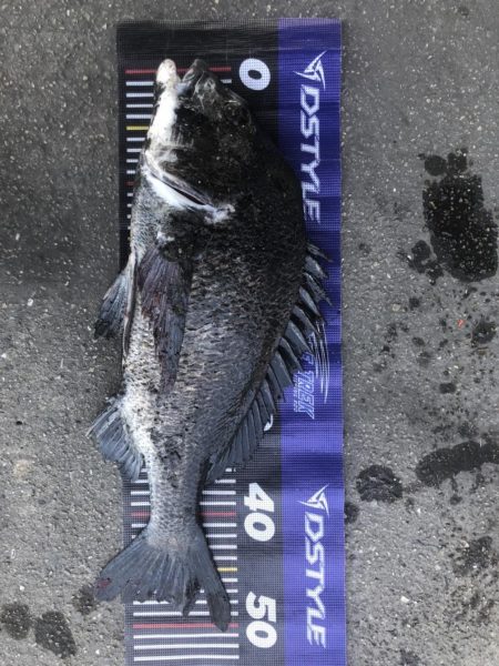 イチノ兄弟、釣果！