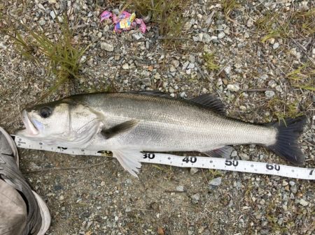 丸々二ヶ月振り