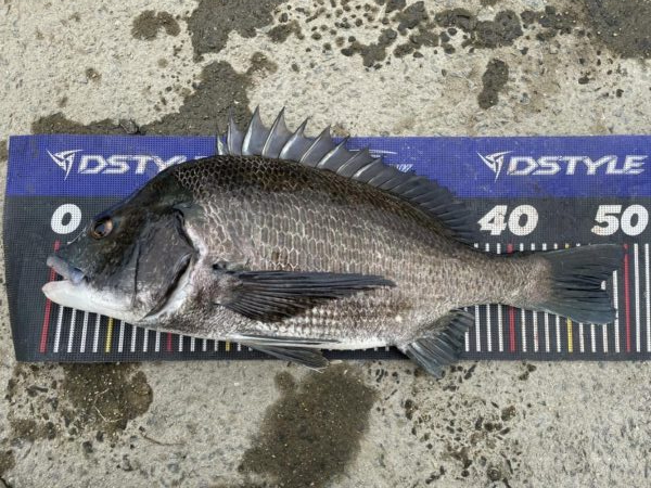 イチノ兄弟、釣果!