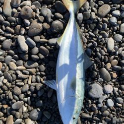 煙樹ヶ浜のショアジギ