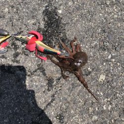 タコ釣り