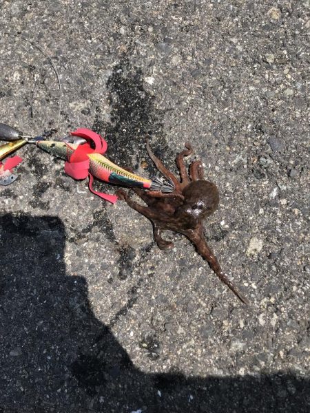タコ釣り