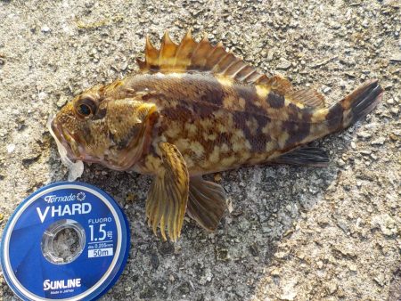 風には勝てず・・・