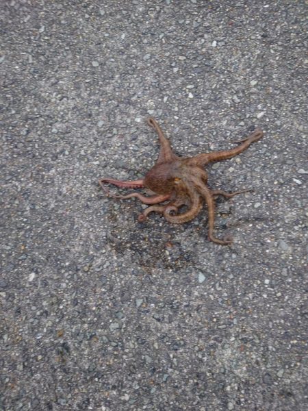 オクトパッシング