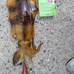 秋イカサイズゲット